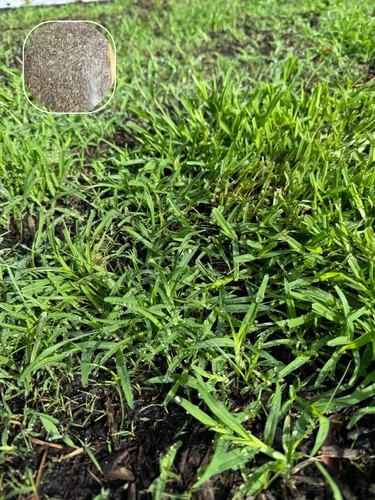 Zenith zoysia grass - zenith,