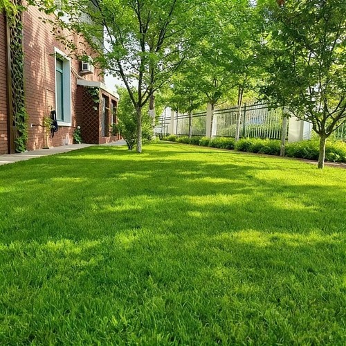 Evergreen dwarf grass seed - evergreen,