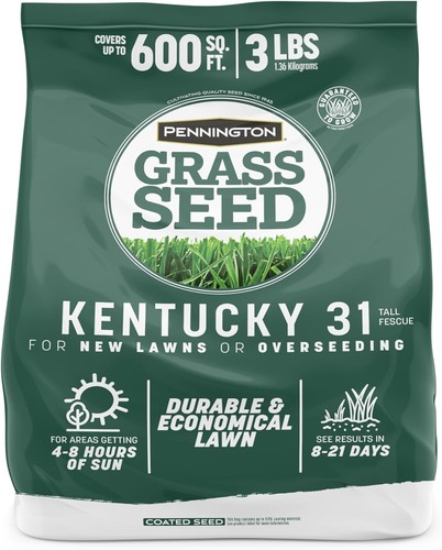 Pennington kentucky fescue - kentucky,