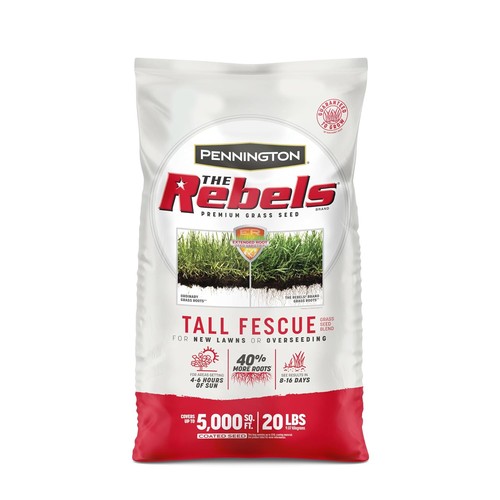 Tall fescue lawn grass - tall,