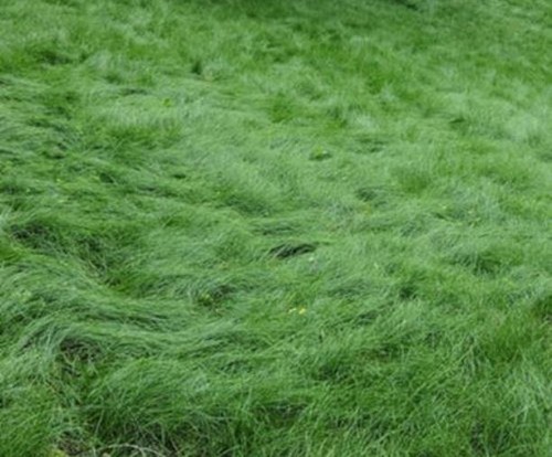 Mow lawn grass seed dwarf - seed,,