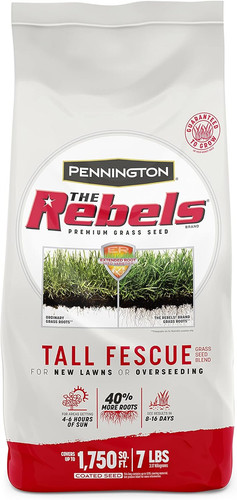 Rebels tall fescue - rebels, grass