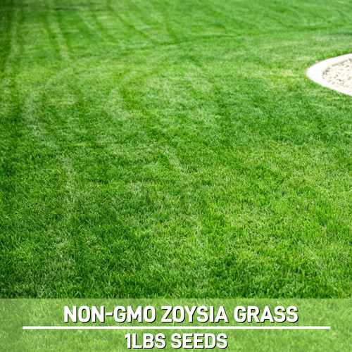 Emerald zoysia grass seeds - emerald,