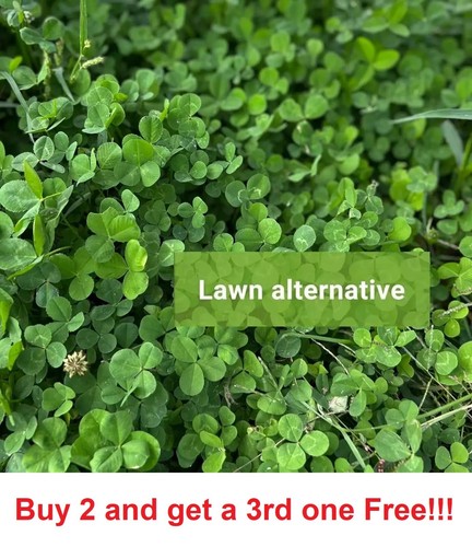 Micro clover seeds - packs),